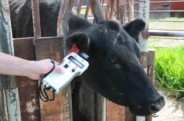 Image of Flokk handheld scanning cow's rfid tag