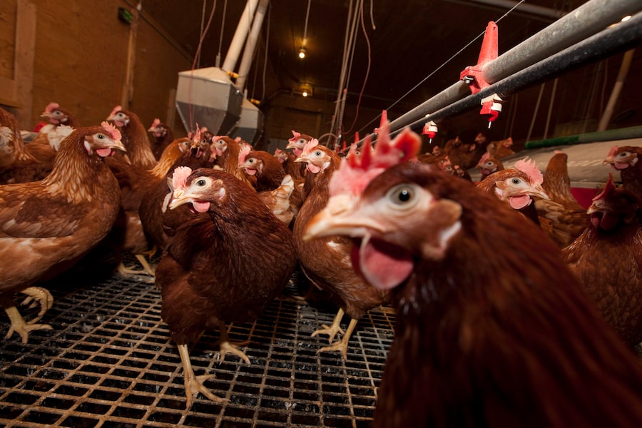 Chickens in pen.