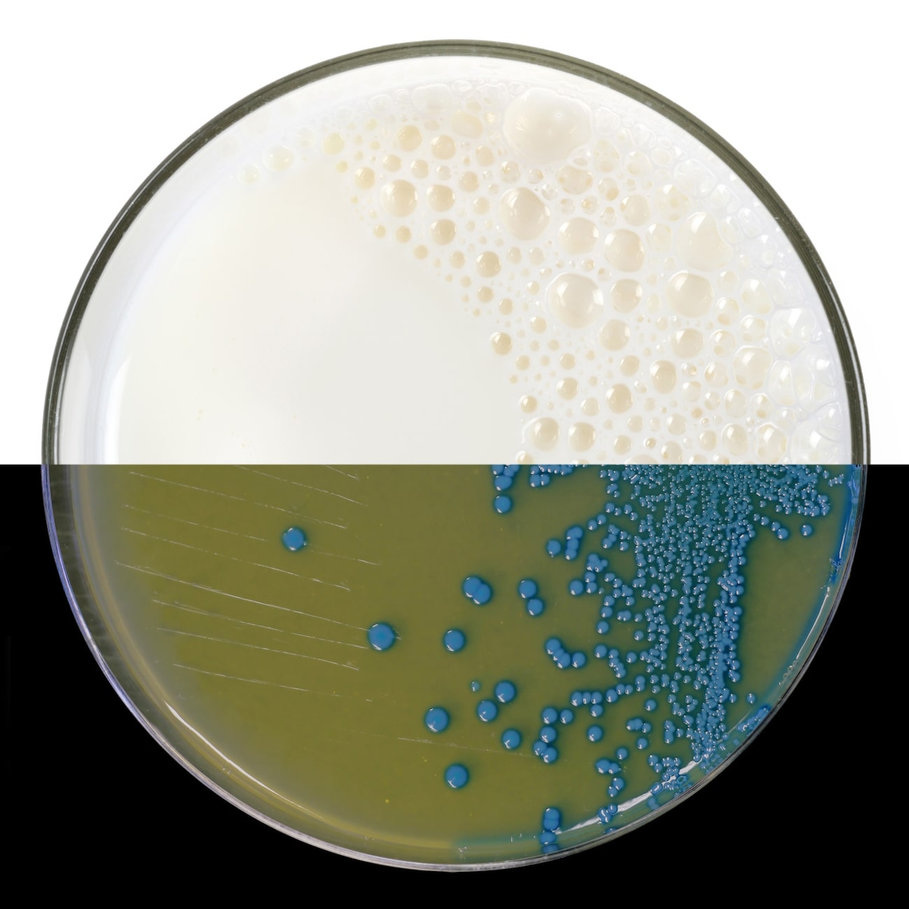 Petri dish with listeria culture