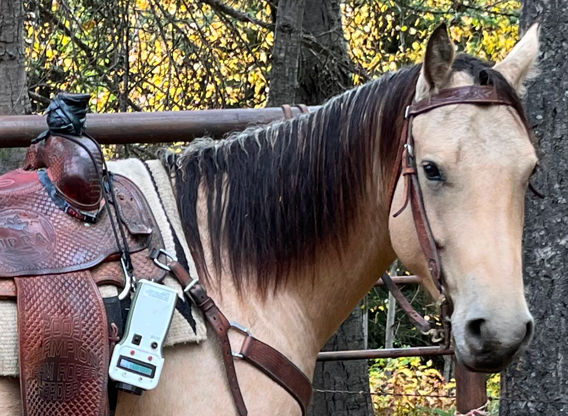 Flokk device hanging on horse saddle