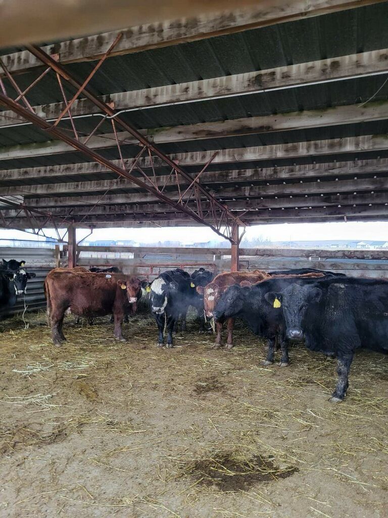 Credit to Darrin Dysart