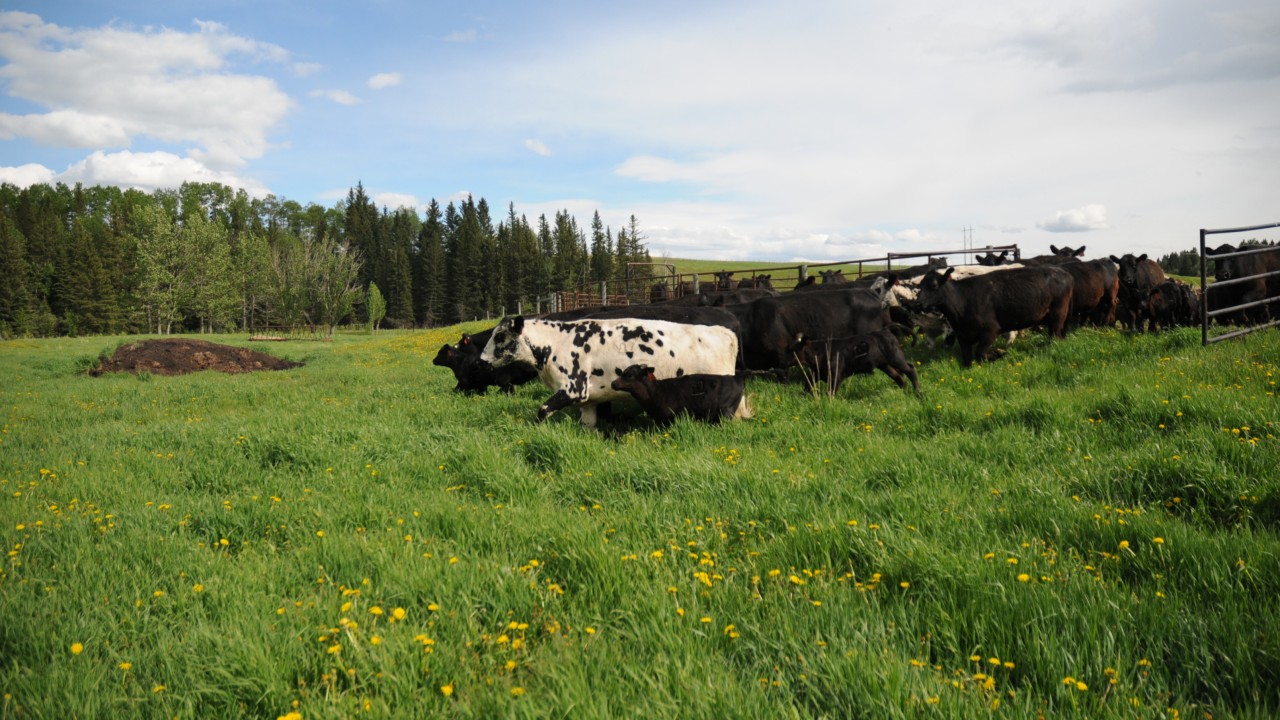 Cows heading to grass