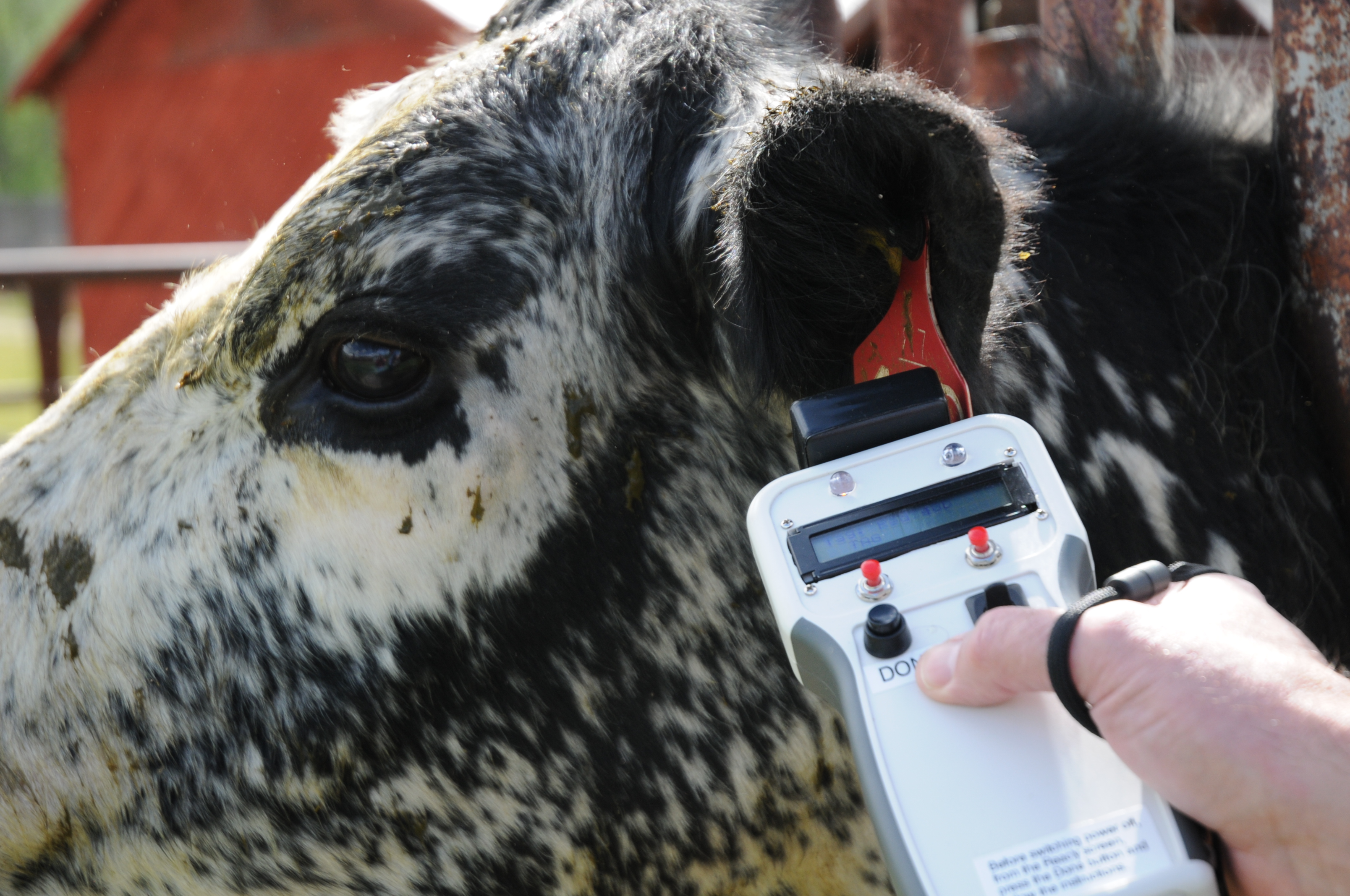 Flokk scanning a cow.