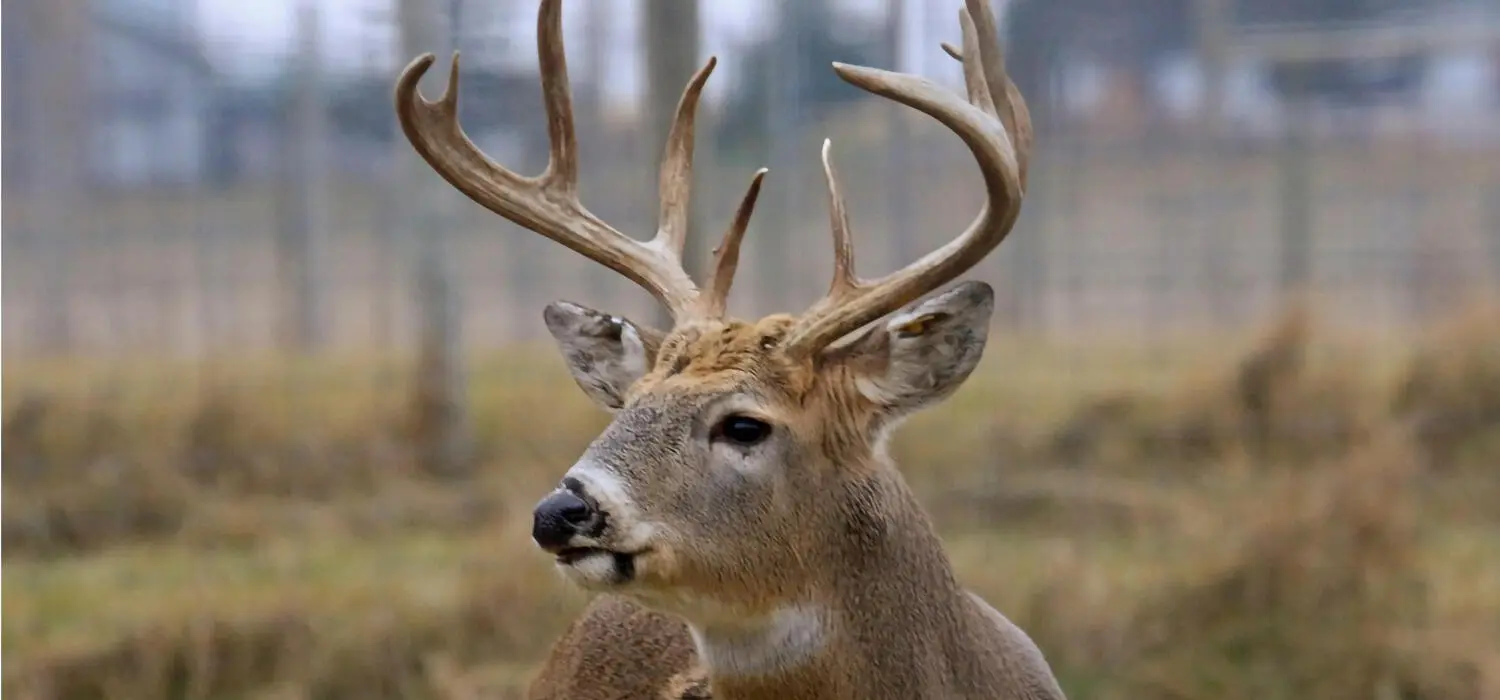 Picture of a deer