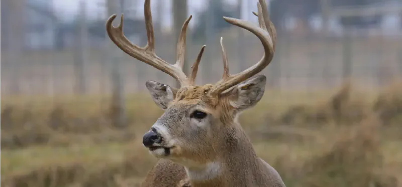 Picture of a deer