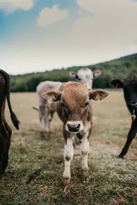 An image of a baby calf