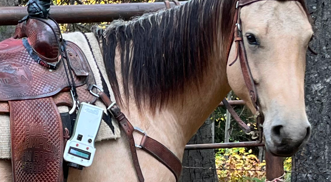 A Flokk hanging off the saddle on a horse.